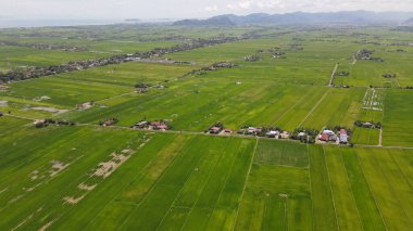 Kedah ve Perlis 'in Paddy Rice Tarlaları, Malezya