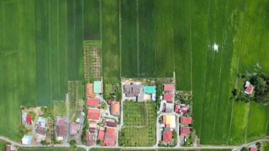 Kedah ve Perlis 'in Paddy Rice Tarlaları, Malezya