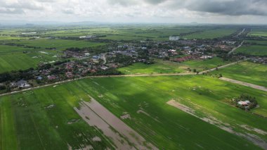Kedah ve Perlis 'in Paddy Rice Tarlaları, Malezya
