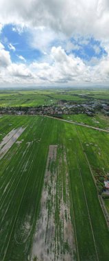 Kedah ve Perlis 'in Paddy Rice Tarlaları, Malezya