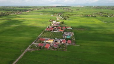 Kedah ve Perlis 'in Paddy Rice Tarlaları, Malezya