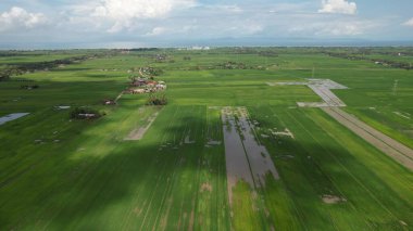 Kedah ve Perlis 'in Paddy Rice Tarlaları, Malezya