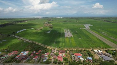Kedah ve Perlis 'in Paddy Rice Tarlaları, Malezya