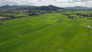 Kedah ve Perlis 'in Paddy Rice Tarlaları, Malezya