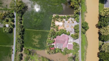 Kedah ve Perlis 'in Paddy Rice Tarlaları, Malezya