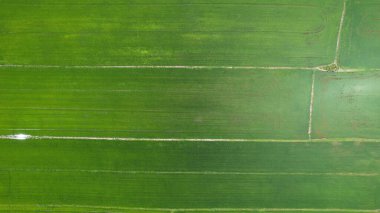 Kedah ve Perlis 'in Paddy Rice Tarlaları, Malezya