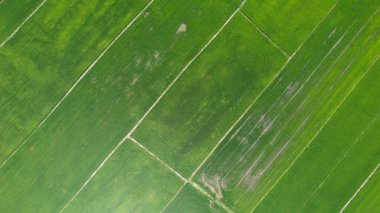 Kedah ve Perlis 'in Paddy Rice Tarlaları, Malezya