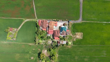 Kedah ve Perlis 'in Paddy Rice Tarlaları, Malezya