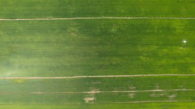 Kedah ve Perlis 'in Paddy Rice Tarlaları, Malezya