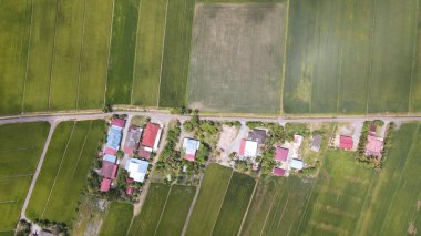 Kedah ve Perlis 'in Paddy Rice Tarlaları, Malezya