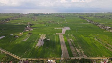 Kedah ve Perlis 'in Paddy Rice Tarlaları, Malezya