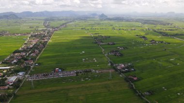 Kedah ve Perlis 'in Paddy Rice Tarlaları, Malezya