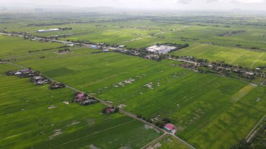Kedah ve Perlis 'in Paddy Rice Tarlaları, Malezya