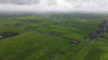 Kedah ve Perlis 'in Paddy Rice Tarlaları, Malezya