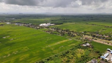 Kedah ve Perlis 'in Paddy Rice Tarlaları, Malezya