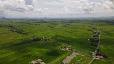 Kedah ve Perlis 'in Paddy Rice Tarlaları, Malezya