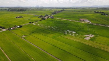 Kedah ve Perlis 'in Paddy Rice Tarlaları, Malezya