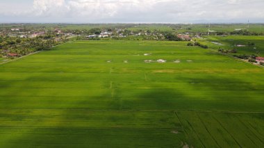 Kedah ve Perlis 'in Paddy Rice Tarlaları, Malezya