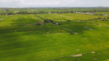 Kedah ve Perlis 'in Paddy Rice Tarlaları, Malezya