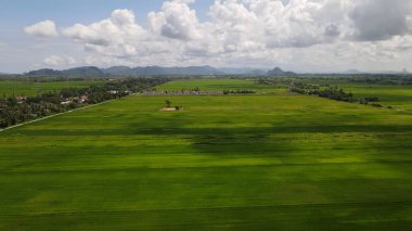 Kedah ve Perlis 'in Paddy Rice Tarlaları, Malezya