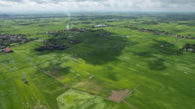 Kedah ve Perlis 'in Paddy Rice Tarlaları, Malezya