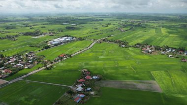 Kedah ve Perlis 'in Paddy Rice Tarlaları, Malezya