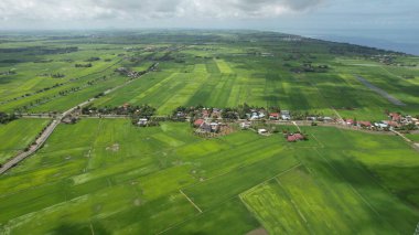 Kedah ve Perlis 'in Paddy Rice Tarlaları, Malezya