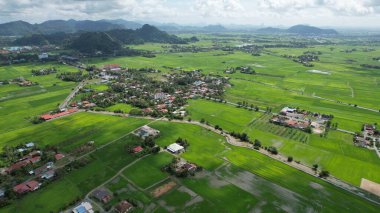 Kedah ve Perlis 'in Paddy Rice Tarlaları, Malezya