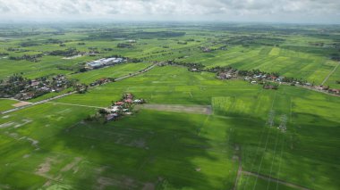 Kedah ve Perlis 'in Paddy Rice Tarlaları, Malezya