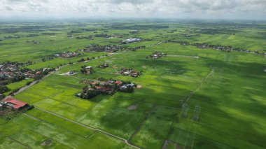 Kedah ve Perlis 'in Paddy Rice Tarlaları, Malezya