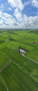 Kedah ve Perlis 'in Paddy Rice Tarlaları, Malezya