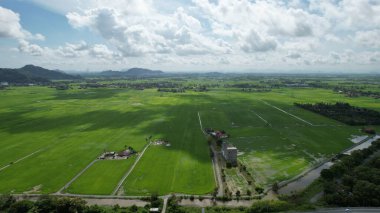 Kedah ve Perlis 'in Paddy Rice Tarlaları, Malezya