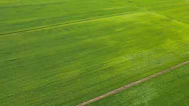 Kedah ve Perlis 'in Paddy Rice Tarlaları, Malezya