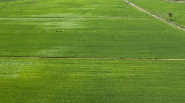 Kedah ve Perlis 'in Paddy Rice Tarlaları, Malezya