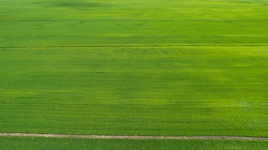 Kedah ve Perlis 'in Paddy Rice Tarlaları, Malezya