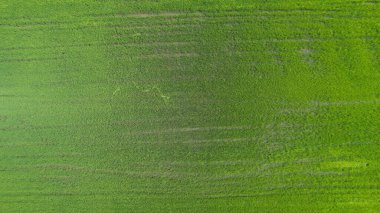 Kedah ve Perlis 'in Paddy Rice Tarlaları, Malezya
