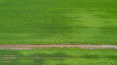 Kedah ve Perlis 'in Paddy Rice Tarlaları, Malezya