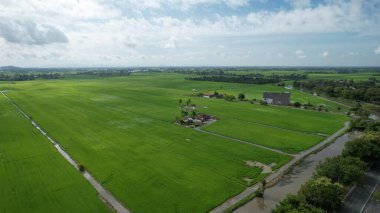 Kedah ve Perlis 'in Paddy Rice Tarlaları, Malezya