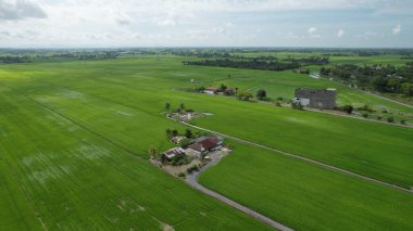 Kedah ve Perlis 'in Paddy Rice Tarlaları, Malezya