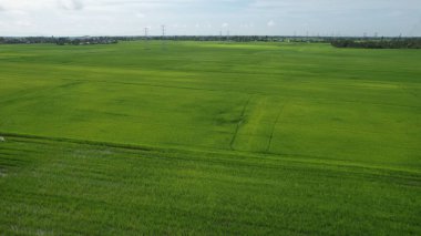 Kedah ve Perlis 'in Paddy Rice Tarlaları, Malezya