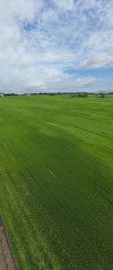 Kedah ve Perlis 'in Paddy Rice Tarlaları, Malezya