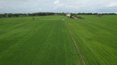 Kedah ve Perlis 'in Paddy Rice Tarlaları, Malezya