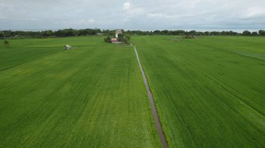 Kedah ve Perlis 'in Paddy Rice Tarlaları, Malezya