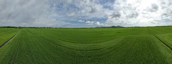 Paddy Rice Fields Kedah Perlis Малайзия — стоковое фото