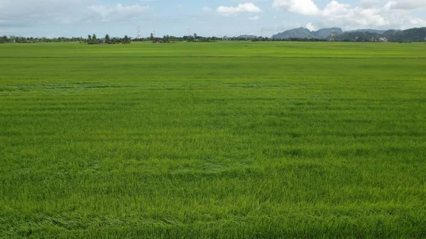 Pola Ryżowe Paddy Kedah Perlis Malezja — Zdjęcie stockowe