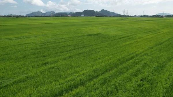 Paddy Rice Fields Kedah Perlis Malaysia —  Fotos de Stock