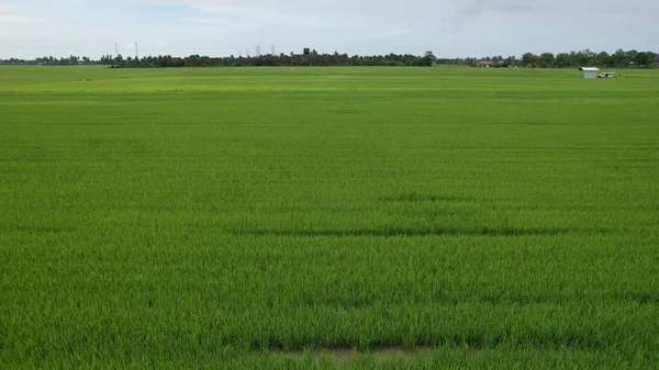 Paddy Rice Fields Kedah Perlis Малайзия — стоковое фото