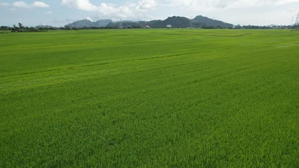 Kedah Perlis Paddy Rice Tarlaları Malezya — Stok fotoğraf