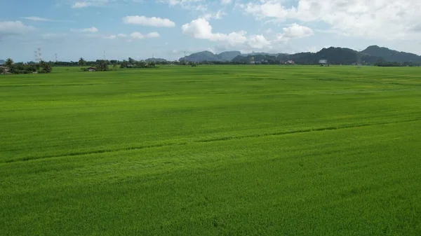 Paddy Rice Fields Kedah Perlis Malaysia —  Fotos de Stock