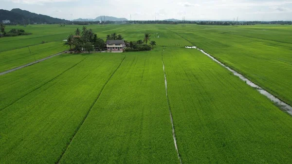 Paddy Rice Fields Kedah Perlis Malaysia — 스톡 사진